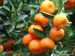 Oranges
