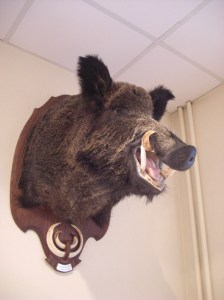 Wild_Boar_Trophy