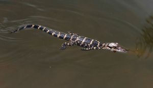 640px-Alligator_mississippiensis_baby