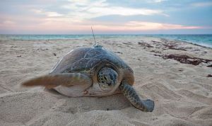 By U.S. Geological Survey from Reston, VA, USA (Tracking Sea Turtles) [CC BY 2.0 (http://creativecommons.org/licenses/by/2.0) or Public domain], via Wikimedia Commons