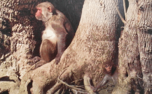 screen-shot-2017-01-11-at-10-16-56-am