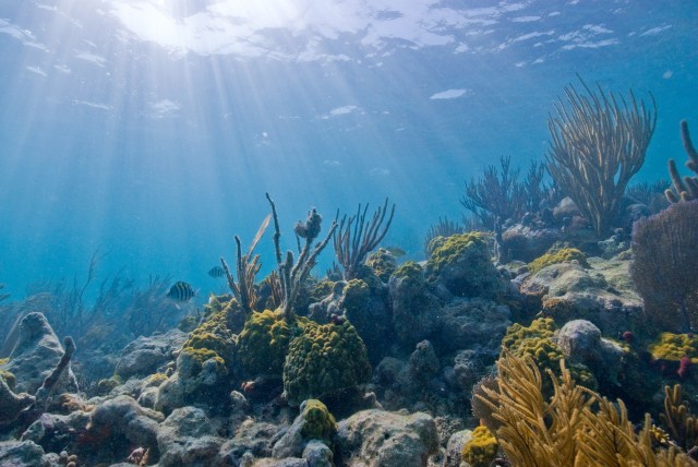 Biscayne National Park contains one of the largest coral reefs in the world